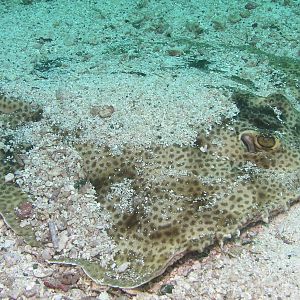 well, you can call me ray