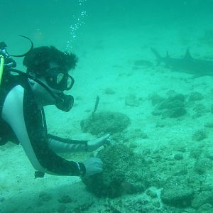 MikeCheck, shark stalker