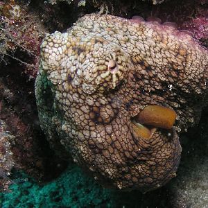 no, I'm not an octopus, go away