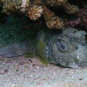 lazy balloonfish