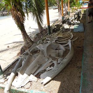 whale bones