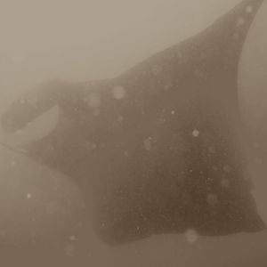 Manta