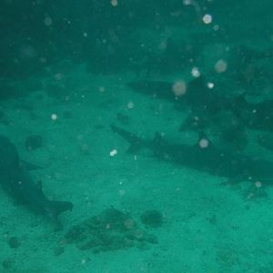 getting a bit sharky