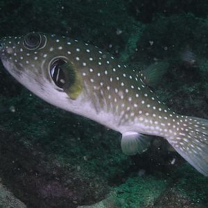 white-spotted puffer