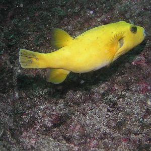 guineafowl puffer