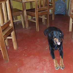 Luna, sweet guardian of Cabanas Time Out