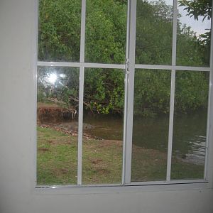 Coiba Islands Resident