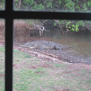 Coiba Islands Resident