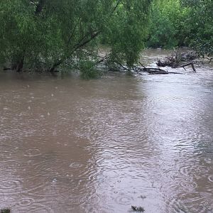 Comal Flood 2015