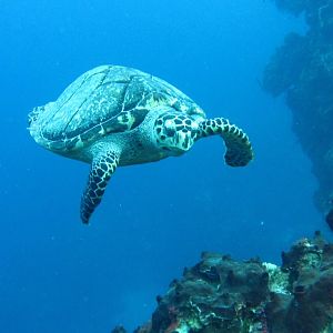Turtle