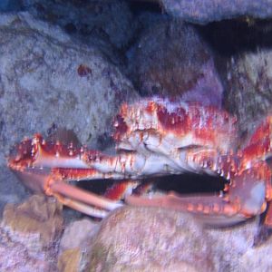 Crab