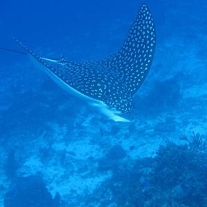 Eagle Ray