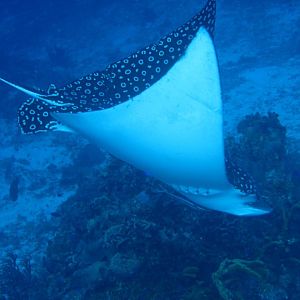 Eagle Ray Swooping