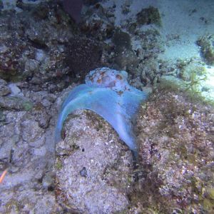 Octopus