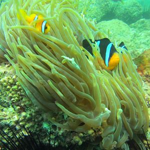 Nemo