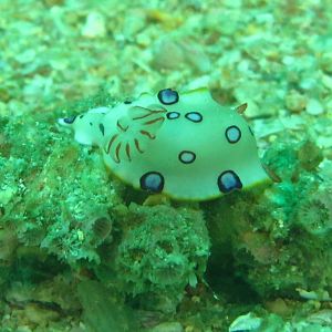 Nudi