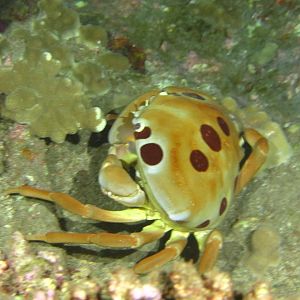 7-11 Crab