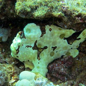 Green Frog Fish