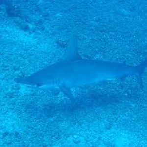 Hammerheads