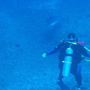 Hammerheads