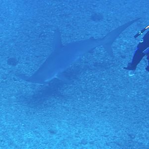 Hammerheads