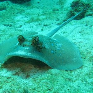 Ray_looking_at_you