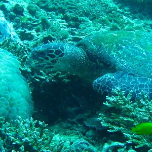 Turtle_at_lunch