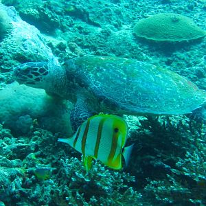turtle5