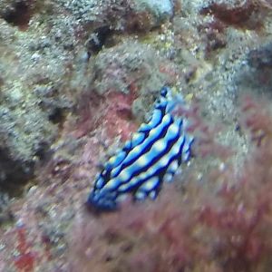 Nudi