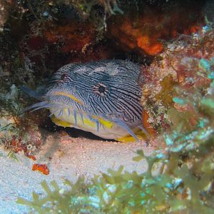 Splendid Toadfish named Sandy