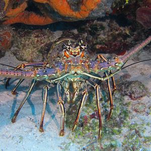 Lobster dinner anyone?