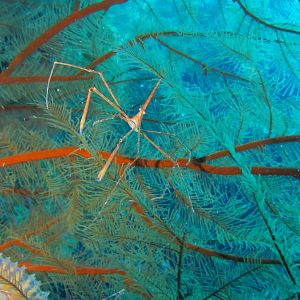 Arrow spider crab