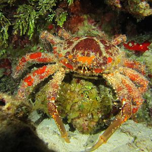 Caribbean King Crab