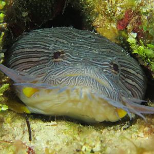 Splendid Toadfish 2