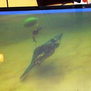 Aug 2015 - turtle trying to dive after freeing herself from a TED