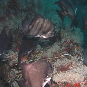 Spadefish-go-round