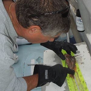 Measuring the fish
