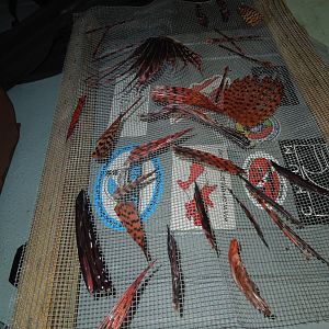 fins drying for jewelry