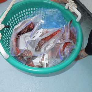 bagged and tagged