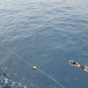 Manta by the ship