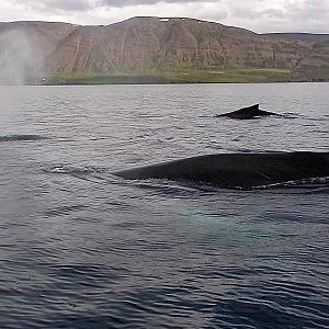 humpbacks a plenty