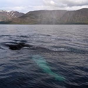 humpback