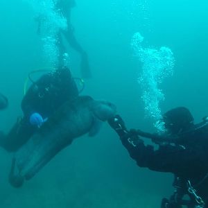 Fun with the wolf fish