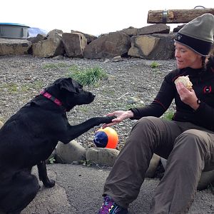Birddog and diveshop dog