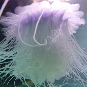 Jelly fish Strytan harbour