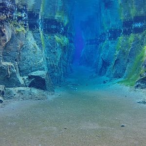 Artic char in Nesgja