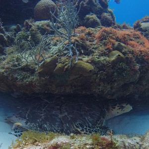 My Dive Buddy, Sea Turtle