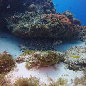 Getting out of the current with my new dive buddy, Sea Turtle.