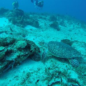 Sea turtle swims away