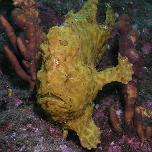 Panamanian Frogfish